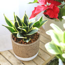 4 inch Snake Plant Sansevieria Black Gold Superba, 4 inch snake plants for sale, buy live plants online, houseplants for sale near me