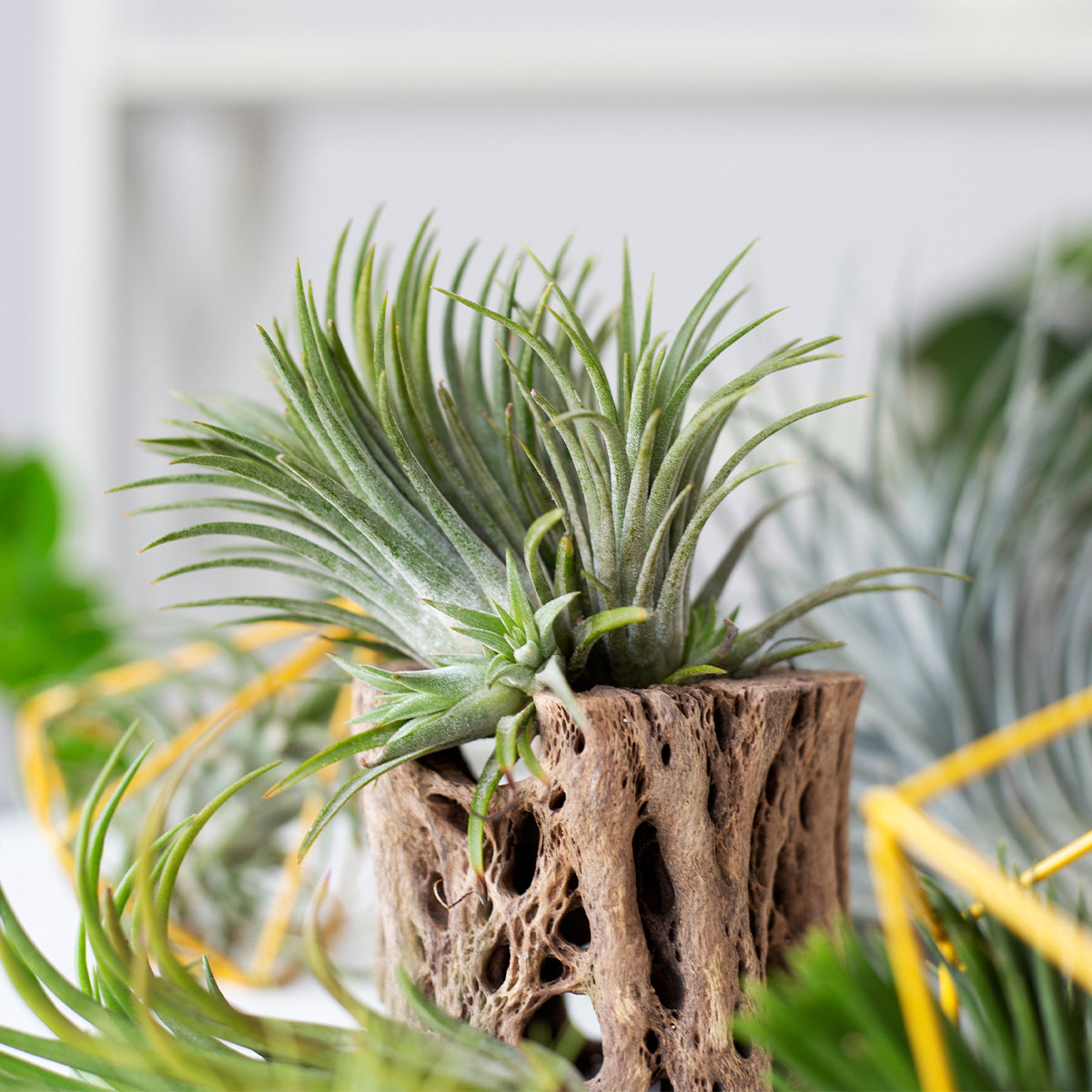 Cholla Wood Medium Cleaned Pot