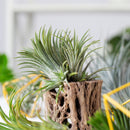 Cholla Wood Medium Cleaned Pot