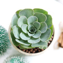 Echeveria Atlantis for sale, Succulents, indoor succulents, succulent care, succulent plant, succulents shop in California, monthly succulents, Echeveria Atlantis in California, How to grow Echeveria Atlantis, Echeveria for thanksgiving, How to care echeveria succulents, Easter echeveria gift, Echeveria gift for thanksgiving, Easter eggs echeveria, indoor succulents, echeveria, echeveria succulent, echeveria types, succulent echeveria, buy succulents online, succulent shop, succulent store, echeveria plant