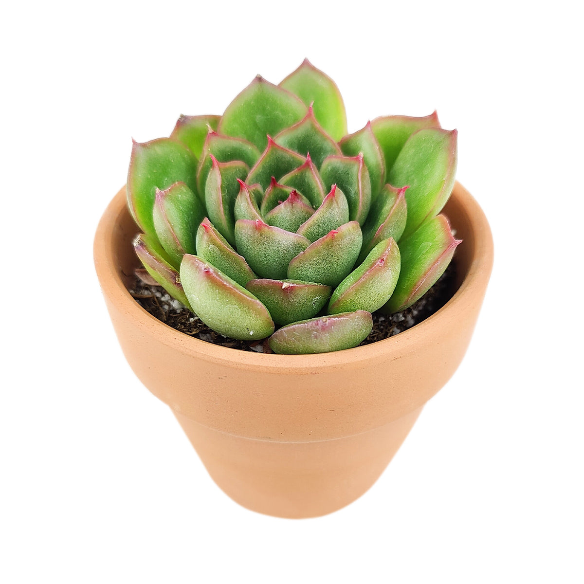 echeveria, echeveria succulent, rosette succulent, echeveria cris, colorful succulent plants, buy echeveria succulent online, healthy live echeveria succulent plants