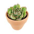 echeveria, echeveria succulent, rosette succulent, echeveria cris, colorful succulent plants, buy echeveria succulent online, healthy live echeveria succulent plants