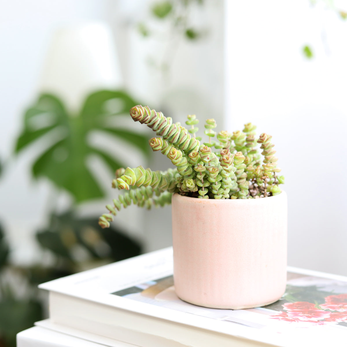 succulent chain plant Crassula Baby Necklace Plant: A Beautiful and Low-Maintenance Succulent 2 inch / Bamboo Pot by Succulents Box
