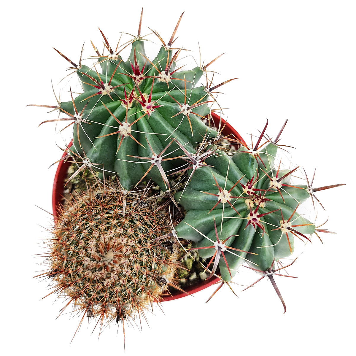 Cactus Garden Arrangement, Cacti, Random Cactus in Pot, Unique Cactus Arrangment, 3 kinds of cactus in pot for sale, indoor cactus