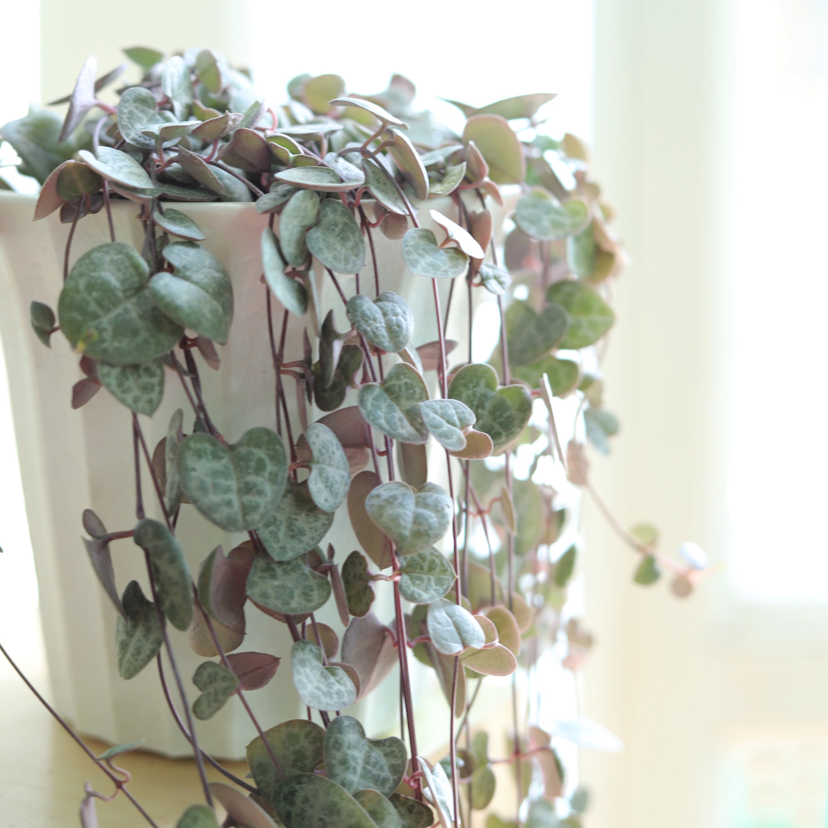 string of hearts succulents Buy String Of Hearts Plant Online: RARE Ceropegia Woodii Succulent