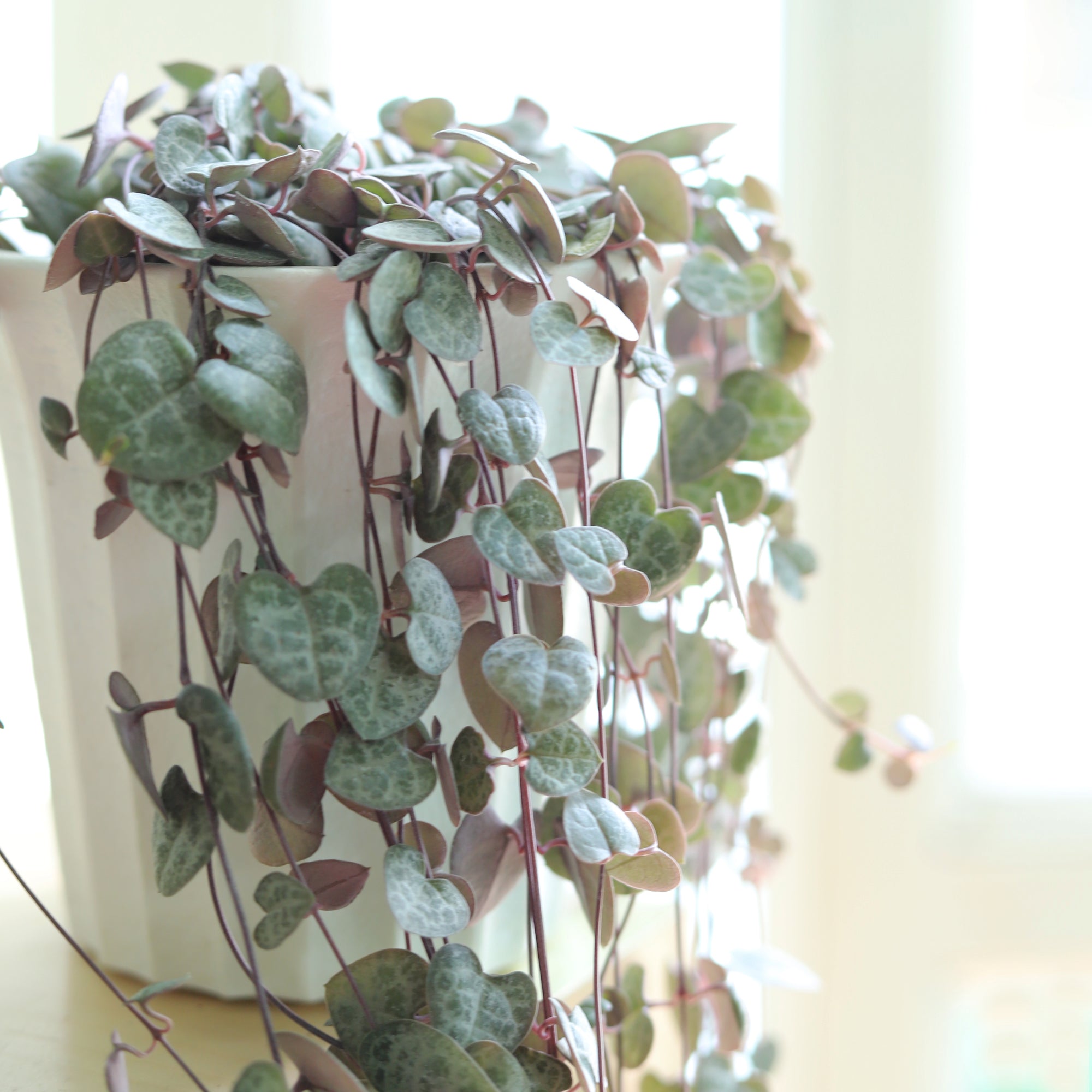 String of Heart Ceropegia Woodii Succulent, Succulent Plant for sale, buy succulent online, Holiday decor ideas, Succulent gifts 