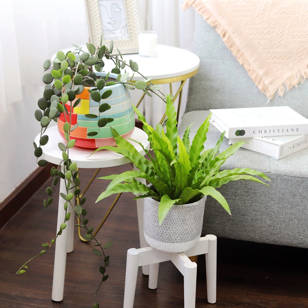 silver indoor plant stand Xerosicyos danguyi 'Silver Dollar Vine' - Rare Succulent - Indoor Plant