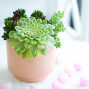 Succulent for sale, How to grow and care for Aeonium Succulent Plant, Aeonium Emerald Ice Propagation, Premium Succulent Gift Box for any occasion, Aeonium Emerald Ice