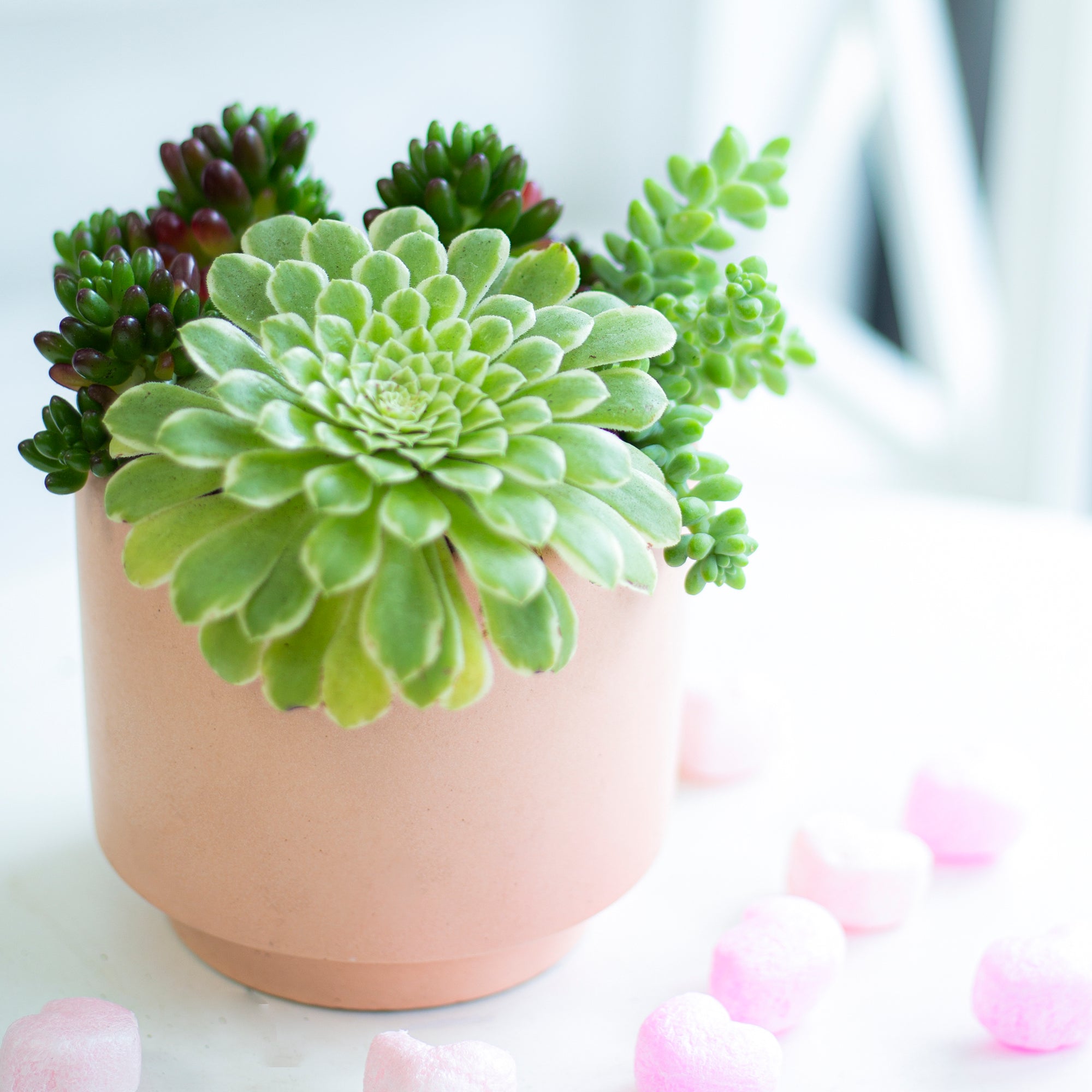 Aeonium Emerald Ice, rare Aeonium, rosette succulents, green succulents, buy succulents online 