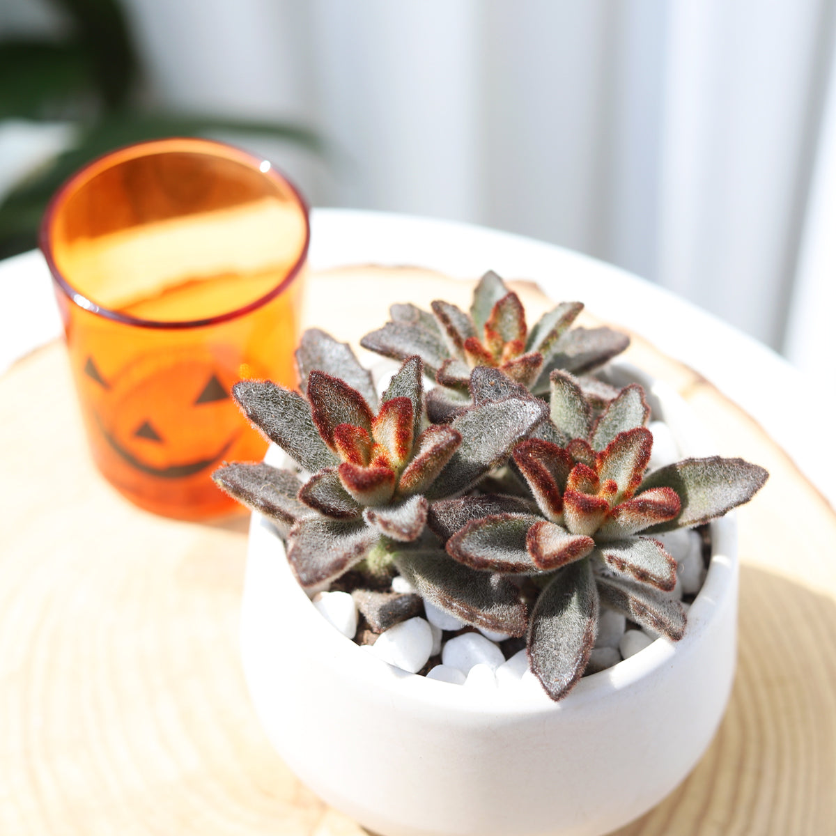 Kalanchoe Chocolate Soldier succulent for sale online, Succulent gift decor ideas