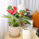 anthurium care indoor, how to care for anthurium, Anthurium Red, red Anthurium in ca, best indoor flowering plants, outdoor flowering plants, flamingo flower, anthurium plants