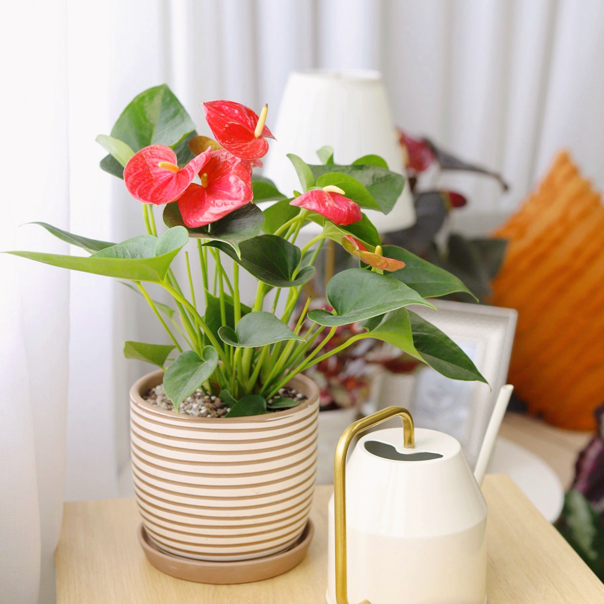 terracotta planter with saucer, modern terracotta planter, vintage terracotta planter, indoor terracotta planter