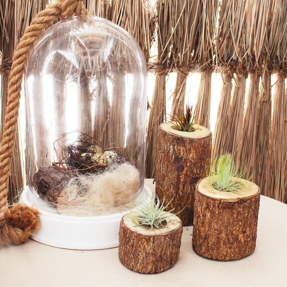 Tillandsia Ionantha Fuego Air Plant Decor Ideas, Unique Air Plant as Gift