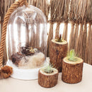 Tillandsia Ionantha Fuego Air Plant Decor Ideas, Unique Air Plant as Gift