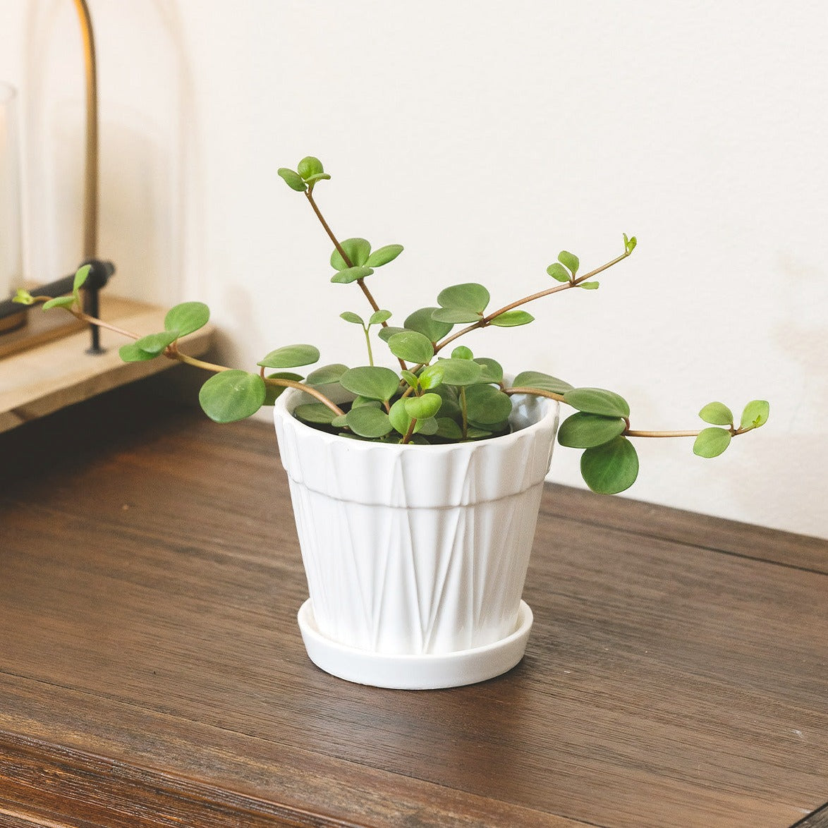 hope succulent Peperomia Hope