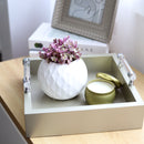 Callisia Repens &#39;Pink Lady&#39; Plant, Turle Vine, Bolivian Jew, Succulents for sale, Best Indoor Plant, Creeping Basketplant, Succulent gift ideas, Succulent home decor, Pink panther succulent for sale, colorful succulent plant for home and office decor