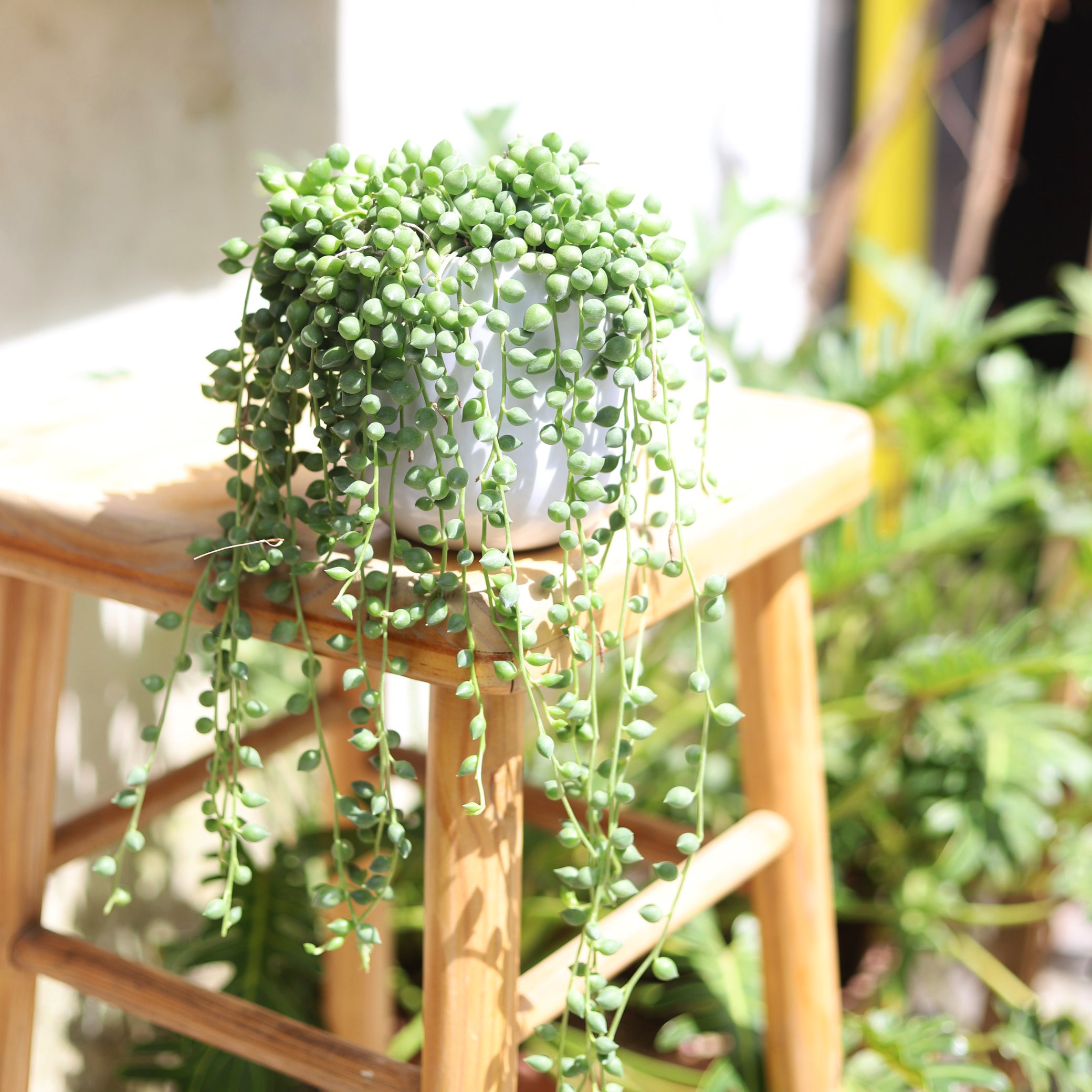weeping succulents String of Tears Senecio Herreianus 2 inch by Succulents Box