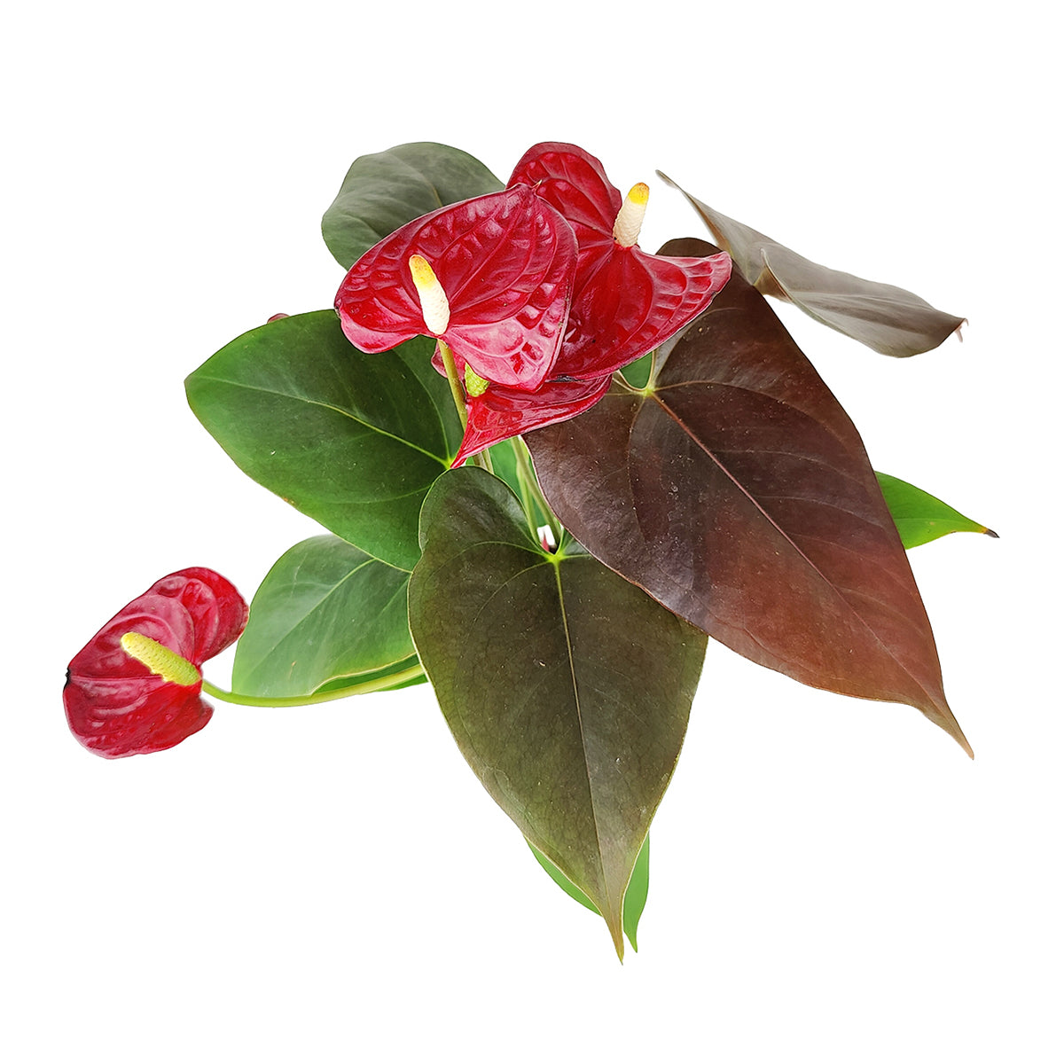 Anthurium Red, Flowering Houseplants, Colorful Flowering Houeplants, How to Care for Anthurium Flower, Air Purifying Houseplants, Indoor Houseplants, Flamingo Flowers