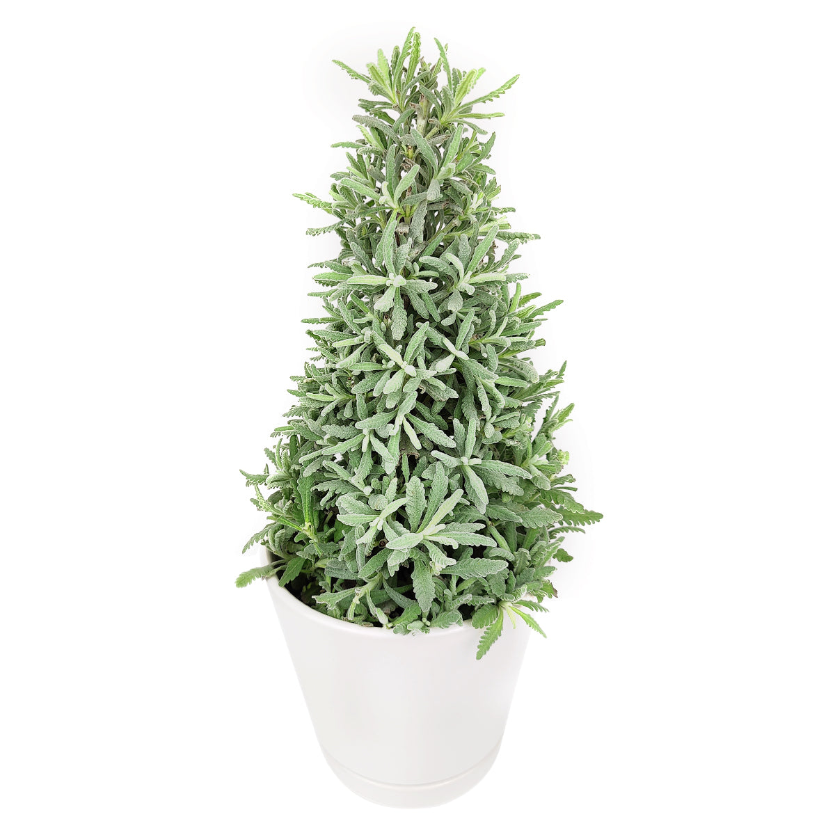 lavender christmas tree ideas Lavender Holiday Tree - Aromatic Christmas Shaped Lavender Tree