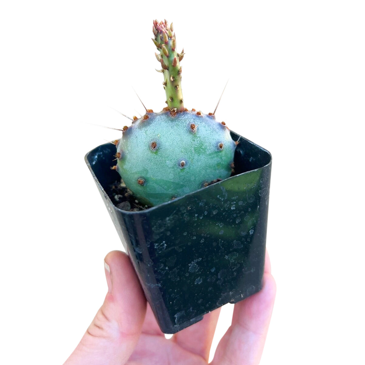 baby prickly pear cactus Rare Purple Prickly Pear Cactus - Opuntia Basilaris Baby Rita, Outdoor Cactus
