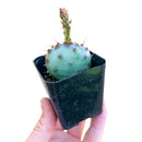 small cactus for tabletop, small indoor plants for windowsill, 2 inch cactus in plastic pot, rare plants, succulents in ca