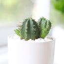 Euphorbia Enopla in California, How to grow Euphorbia Enopla, Pincushion Euphorbia, cactus, cactus succulent, succulent cactus, cacti, cactus and succulents, succulents box, succulent shop, buy succulents online