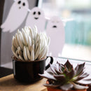 Senecio cocoon plant for sale, succulent care tips, Rare succulents, how to grow succulents, succulents shop in California, succulent plant, indoor succulents, Succulents shop near me, succulents store in CA, Senecio cocoon plant in California, How to grow Senecio cocoon plant