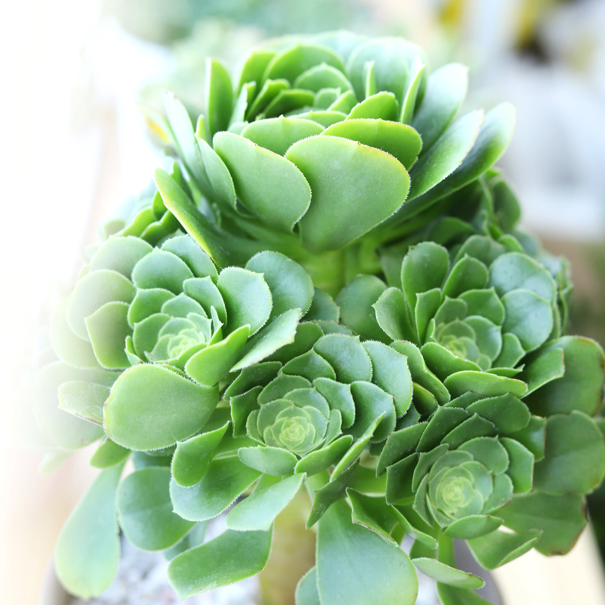 tall light green succulent Aeonium Green Platters