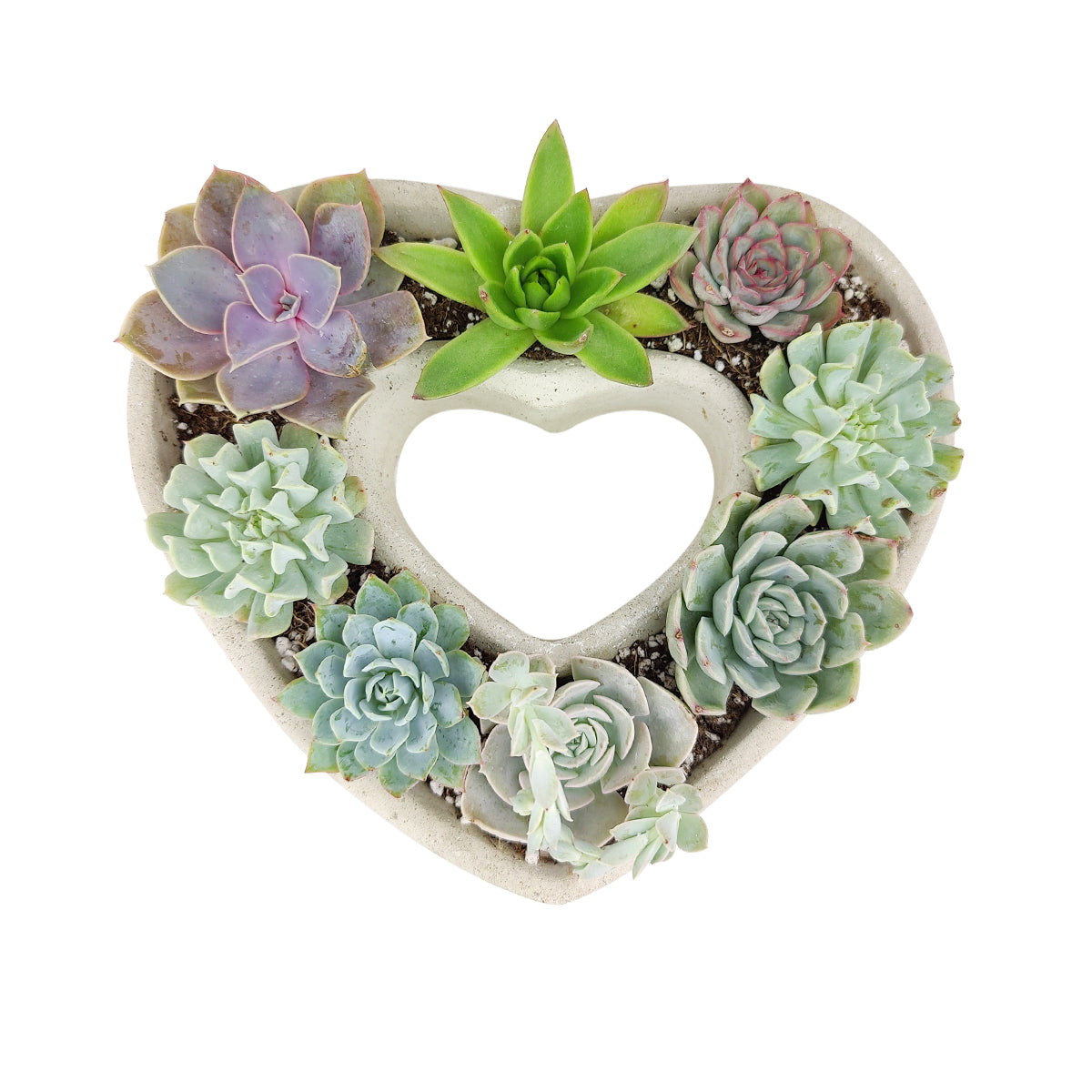heart shaped planter for succulents Large Succulent Heart Arrangement, Mother's Day Succulent Gift Ideas