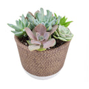 rosette succulents, colorful succulents, stunning succulent arrangement for home and office decor, random succulents in cement planters