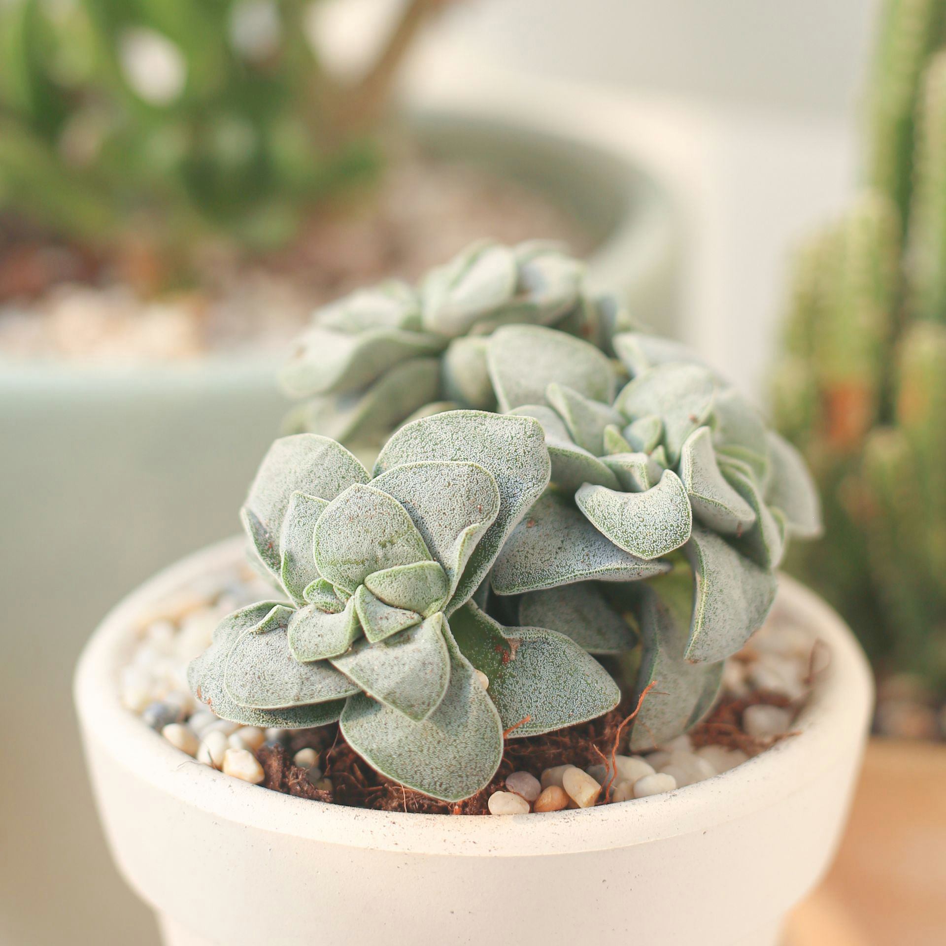 spring grass succulent Crassula Morgan Beauty Silver Springtime Succulents for Sale 4 inch / Plastic Pot by Succulents Box