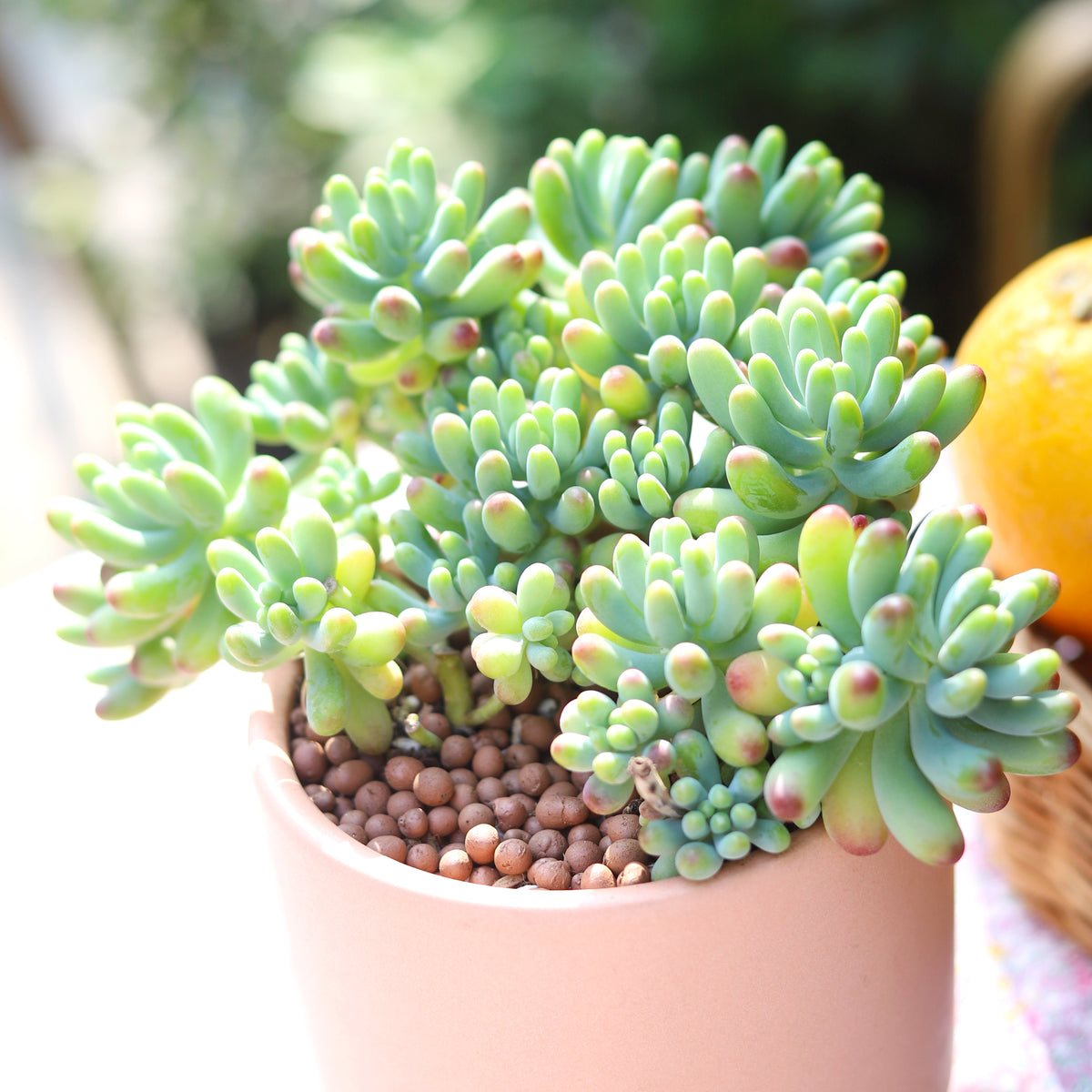 Green Jelly Bean Sedum succulent for sale, Live succulent gift ideas, chubby succulents