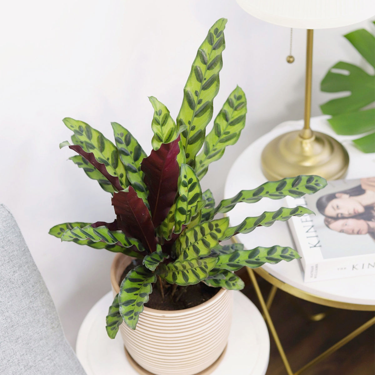 rattlesnake snake plant Rattlesnake Plant for Sale - Calathea Lancifolia