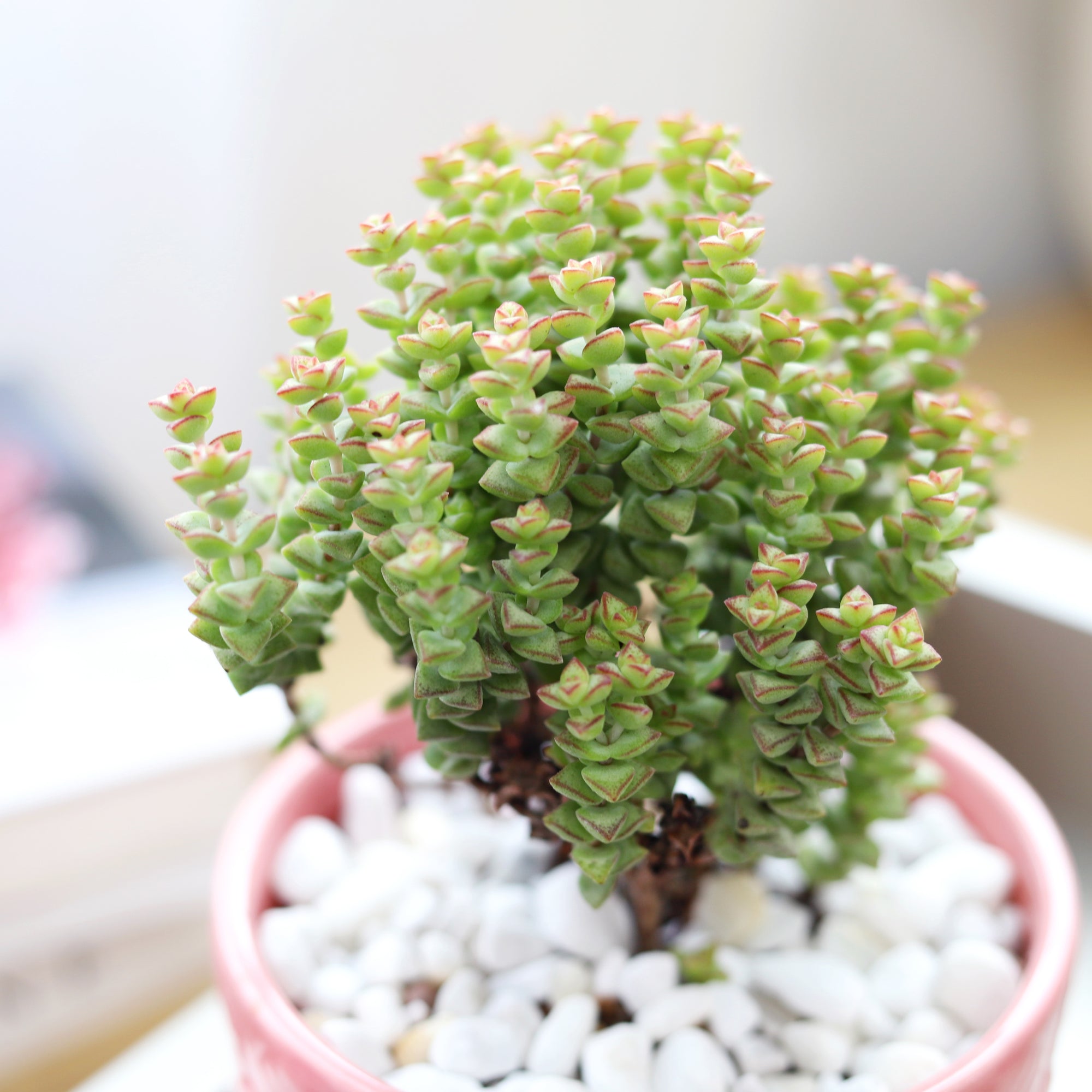 Crassula Tom Thumb Perforata succulent for sale online, Christmas plant gift ideas