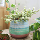 Variegated Elephant Bush, indoor succulents, succulents shop in California, monthly succulents, succulent care guide, succulent care tips, cactus, succulents store in CA, succulent plant, Variegated Elephant Bush in California, How to grow Variegated Elephant Bush, dwarf jade plant, jade plant for sale, lucky plant for sale, money tree for sale