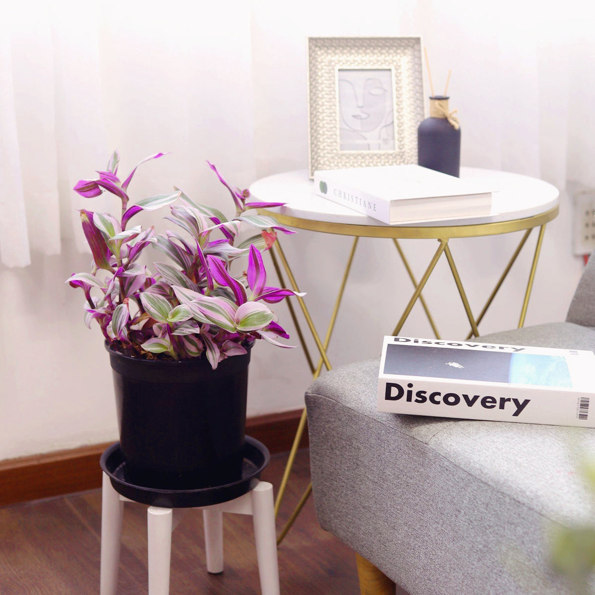 tradescantia nanouk for sale online, nanouk tradescantia, pink tradescantia nanouk hanging, spiderwort plant, colorful leaves houseplant, foliage plant types, nanouk pink wandering jew, house plant decor ideas