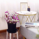 Tradescantia Nanouk, most beautiful houseplants, colorful houseplants, pink and purple foliage houseplants, bright light plants, indoor houseplant for sale