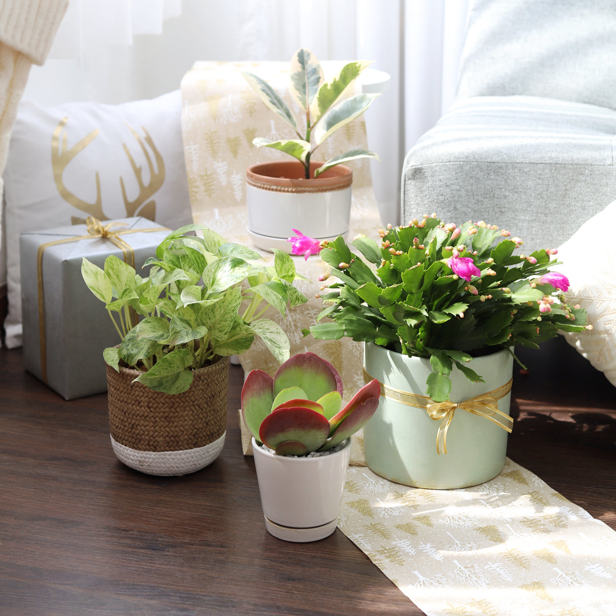 marble queen pothos online Marble Queen Pothos