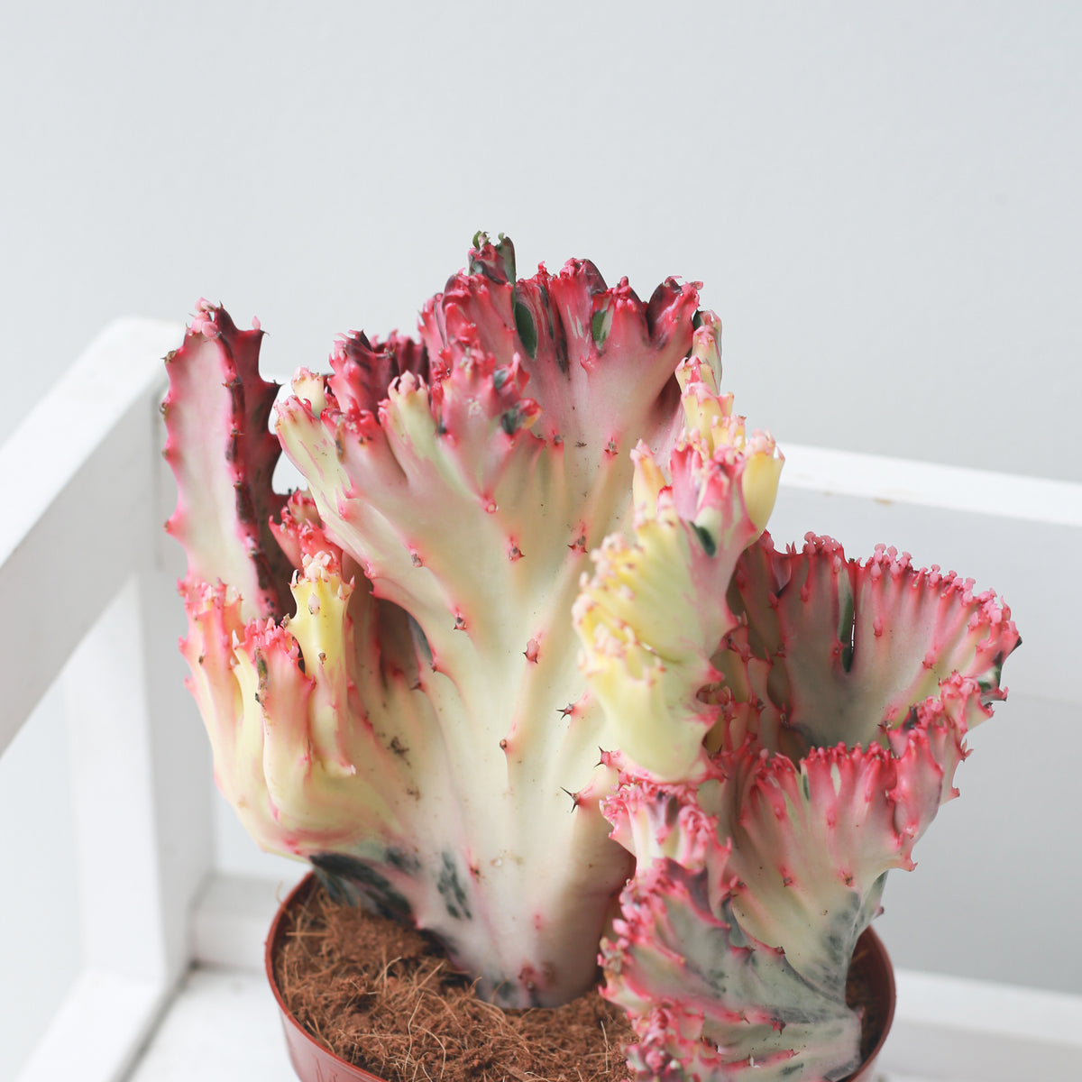 Coral Cactus, Euphorbia Lactea Cristata, Mermaid Tail Succulent, rare crested cactus, buy cactus online