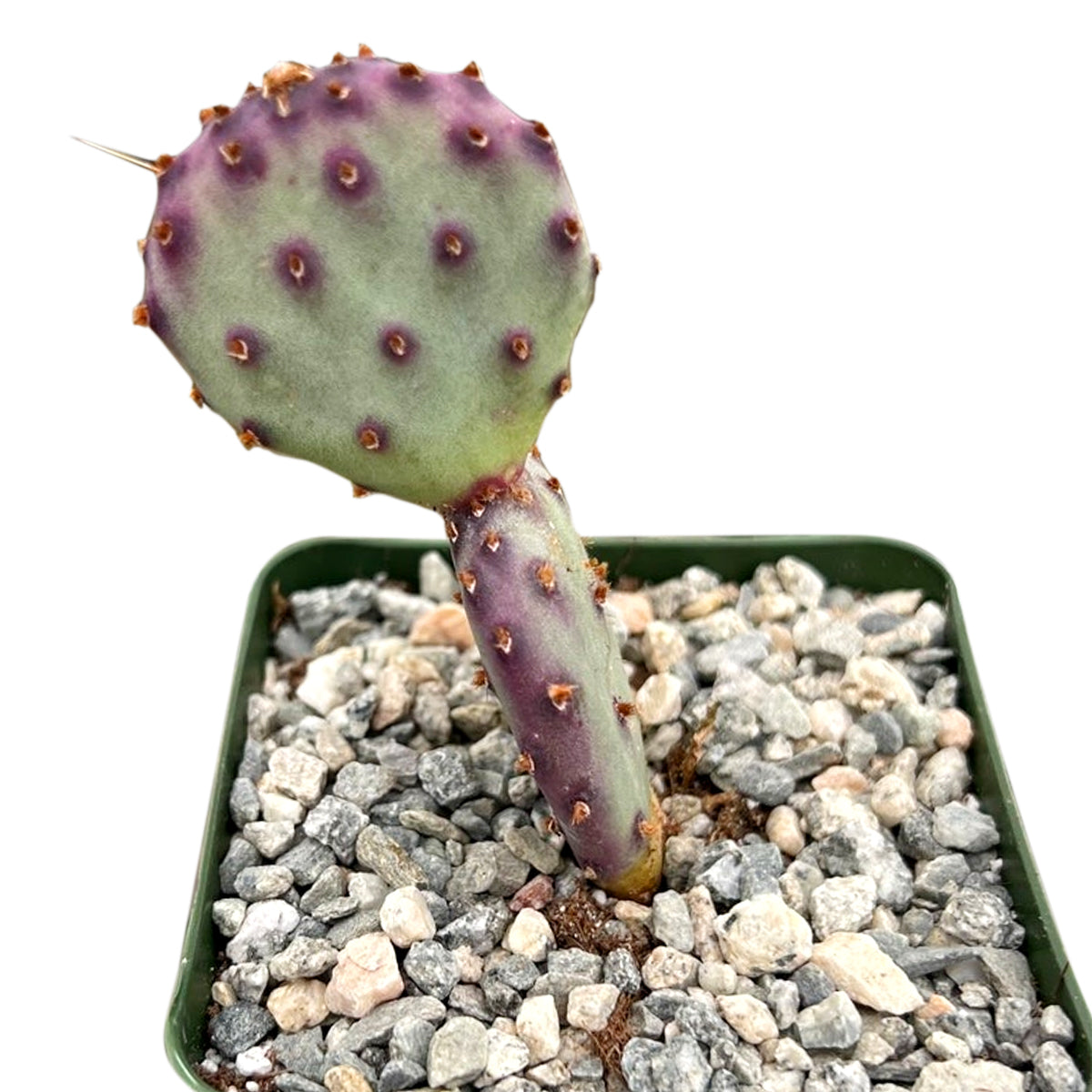 Rare Purple Prickly Pear Cactus, purple cactus for sale, unique small indoor plants, colorful cactus in ca, buy plants online