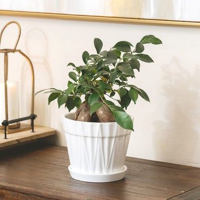 8 inch Decorative White Ceramic Pot With Saucer for sale, Large Modern Ceramic Pot for Succulent, Houseplant and Flower