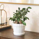 white decorative ceramic pot, pot with saucer and drainage hole, stylist white pot for houseplants