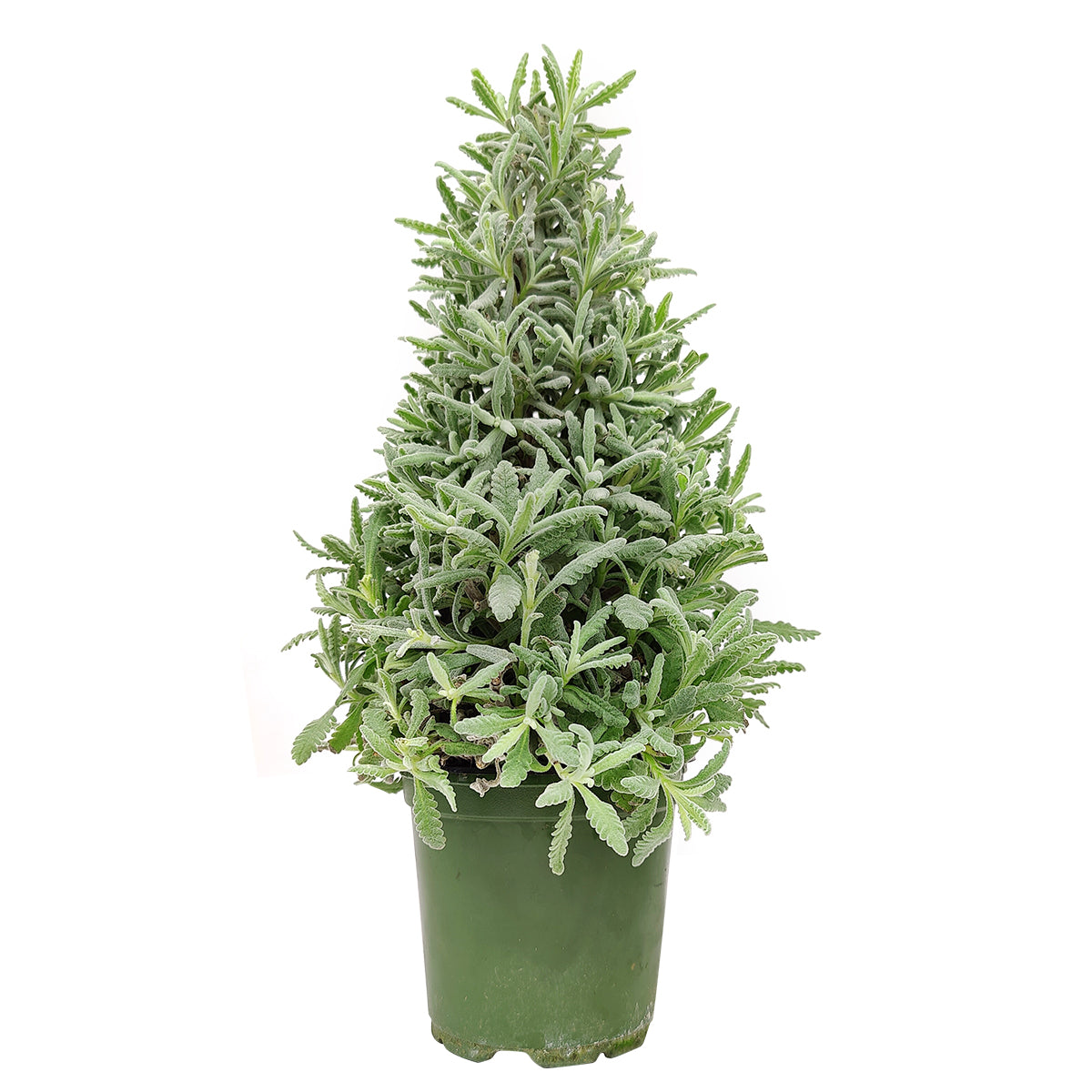 miniature lavender tree Lavender Holiday Tree - Aromatic Christmas Shaped Lavender Tree
