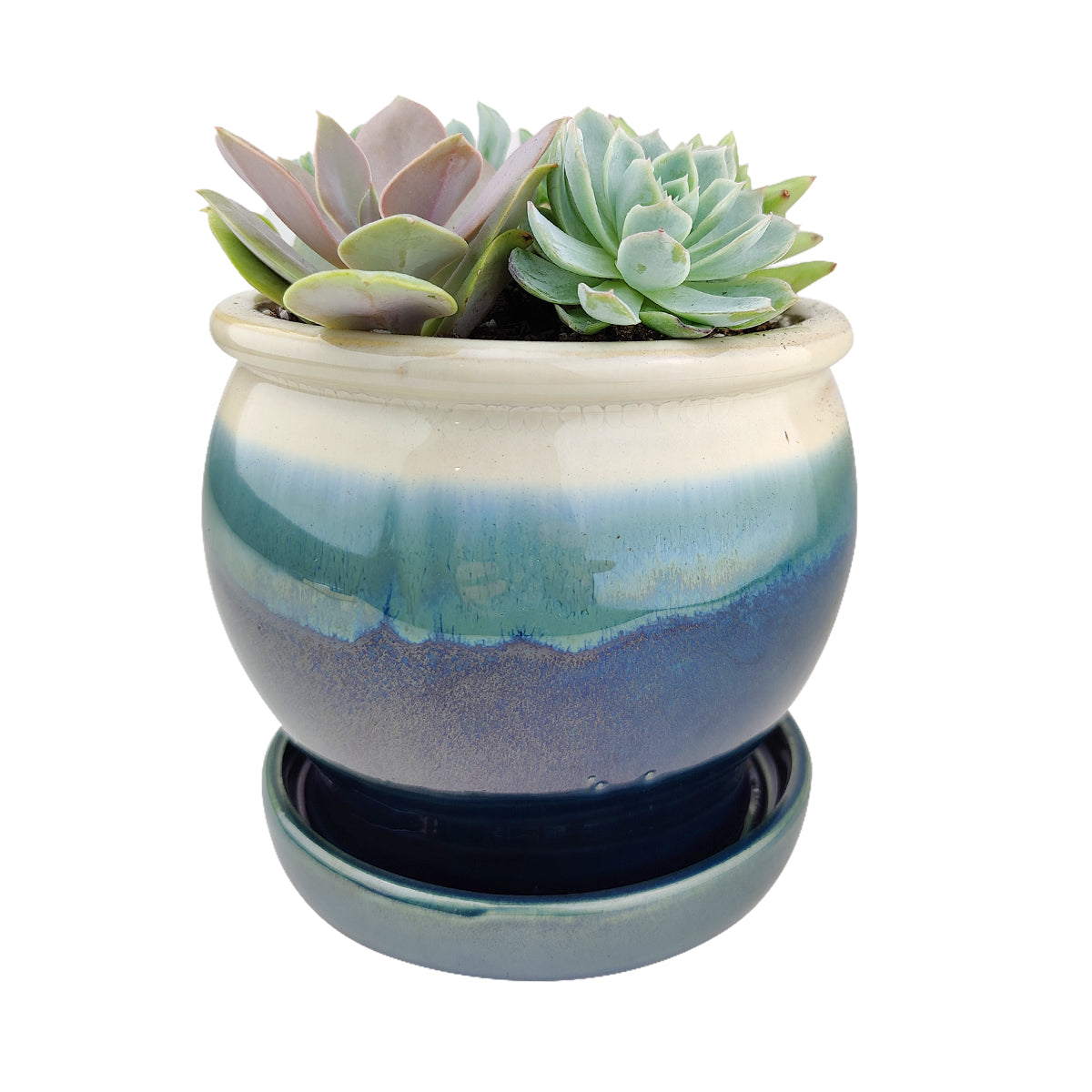 succulent ceramic plant pots Succulent Arrangement in Dark Blue Ceramic Planter & Attached Saucer