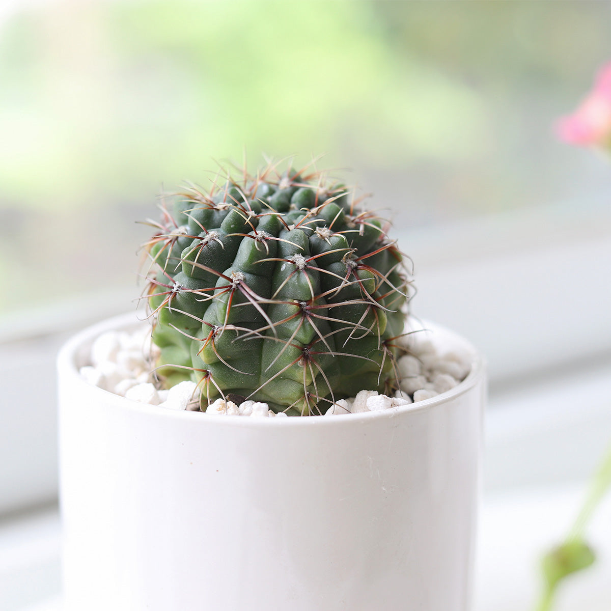Echinocereus Pulchellus var Acanthosetus Cactus, cactus for sale, easy to care indoor plants