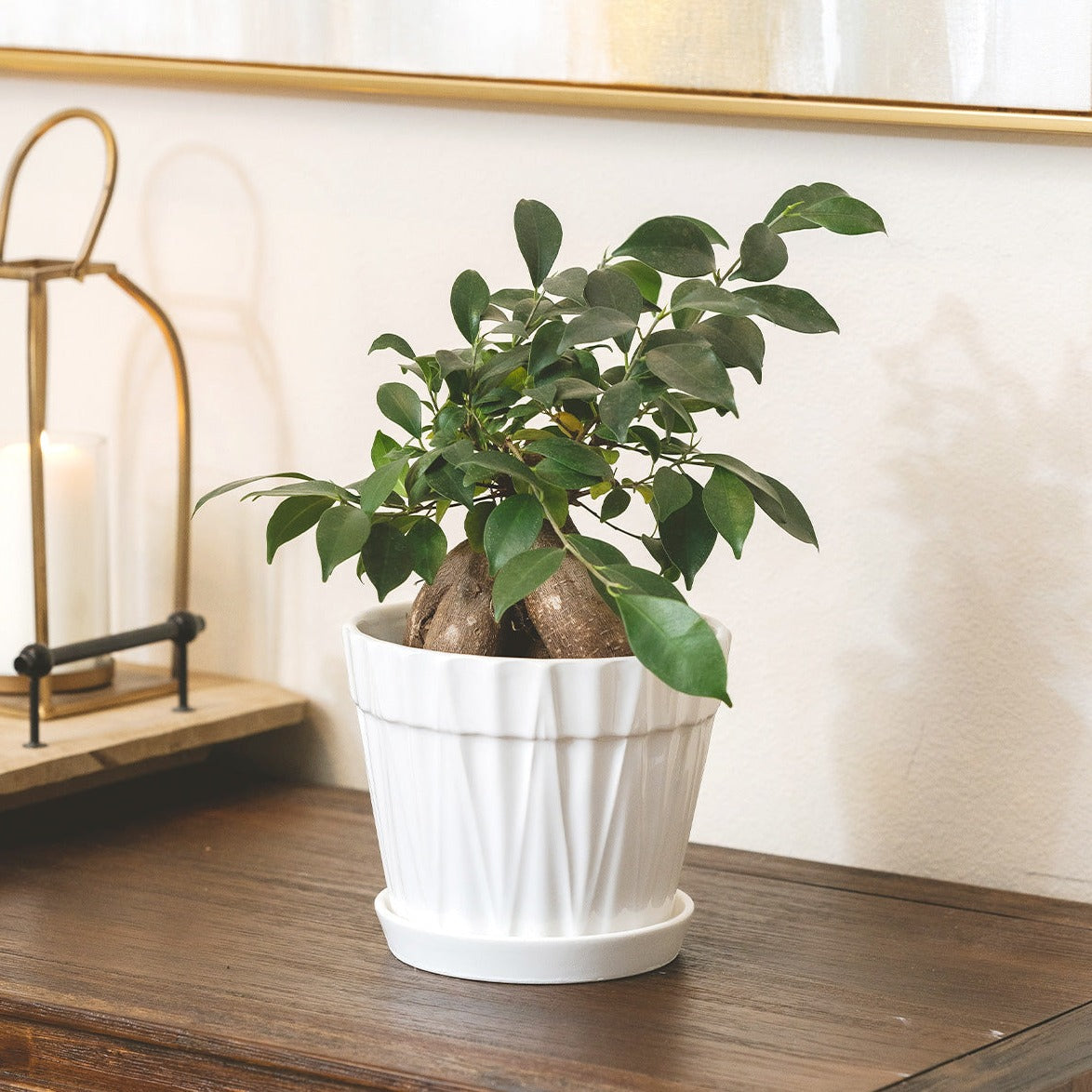 Ficus Ginseng, live 6 inch Ficus Ginseng in decorative pot, buy Ficus Ginseng online, Ficus Ginseng sale online, houseplant decor ideas