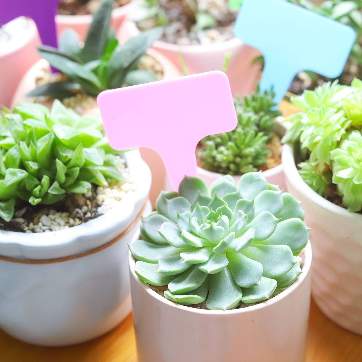 plant tags, plant labels for sale, buy gardening tools online, plant shops in ca