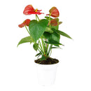 anthurium care indoor, how to care for anthurium, Anthurium Red, red Anthurium in ca, best indoor flowering plants, outdoor flowering plants, flamingo flower, anthurium plants