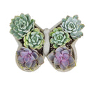 9 inch Butterfly Succulent Arrangement, Creative Succulent Planter for Sale, Live Succulent Gift Ideas, succulent arrangement for home decor