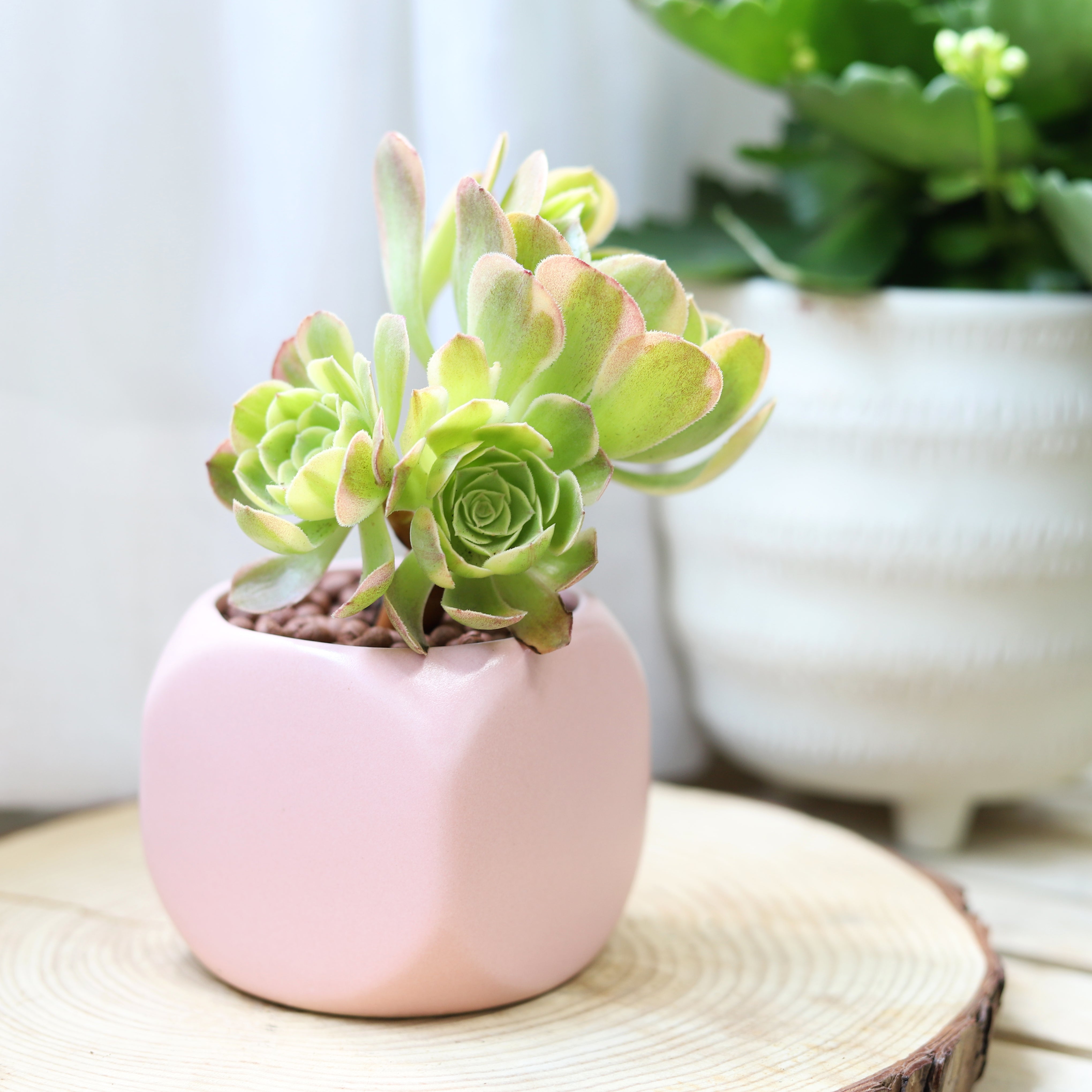 pinwheel succulent plant Aeonium Sunburst Succulent - Copper Pinwheel